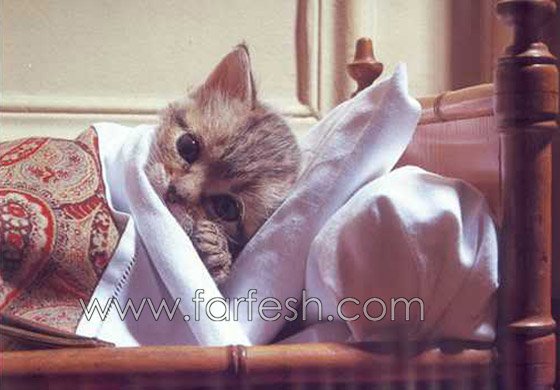 نفوق أول هر أميركي أصيب بإنفلونزا الخنازير!! صورة رقم 1