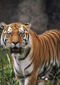 قرار مثير للجدل.. إعدام نمر على الحدود الألمانية البلجيكيّة!! صورة رقم 1