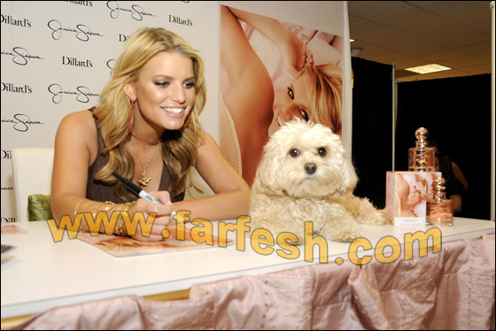 جيسيكا سيمبسون محطمة بسبب خطف كلبها صورة رقم 41 جيسيكا سيمبسون محطمة بسبب خطف كلبها صورة رقم 41