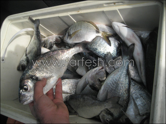 القرش ما زال يحتل شواطئ الخضيرة  صورة رقم 3