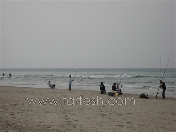 القرش ما زال يحتل شواطئ الخضيرة  صورة رقم 6