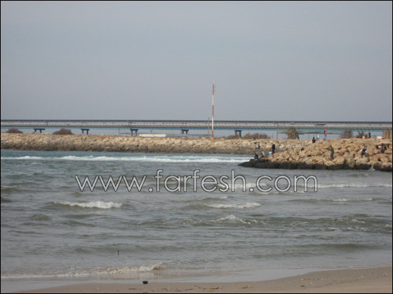 القرش ما زال يحتل شواطئ الخضيرة  صورة رقم 8