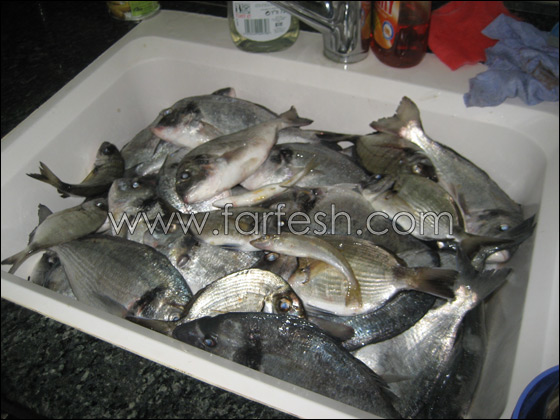 القرش ما زال يحتل شواطئ الخضيرة  صورة رقم 11