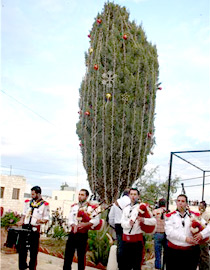 بيت جالا تضيء شجرة الميلاد  صورة رقم 1