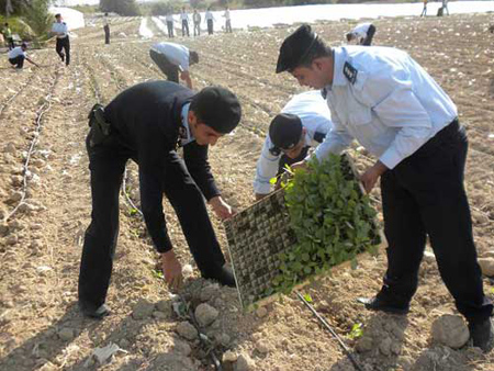 ضباط وافراد الشرطة الفلسطينية يزرعون الارض صورة رقم 2 ضباط وافراد الشرطة الفلسطينية يزرعون الارض صورة رقم 2