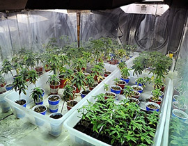 مختبر ودفيئة لانتاج المروحانا في منطقة حيفا صورة رقم 1 مختبر ودفيئة لانتاج المروحانا في منطقة حيفا صورة رقم 1