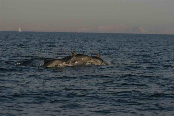 اسماك القرش على شواطئ الأولجا  صورة رقم 1