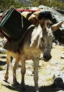 تهريب الحمير عبر أنفاق رفح صورة رقم 1