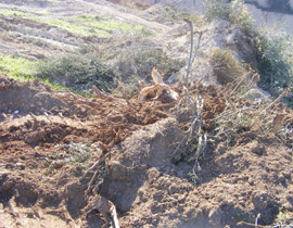 للمرة الرابعة: زرع الزيتون بدل الاشجار التي قلعتها جرافات نتسيرت عيليت والمنهال  صورة رقم 1