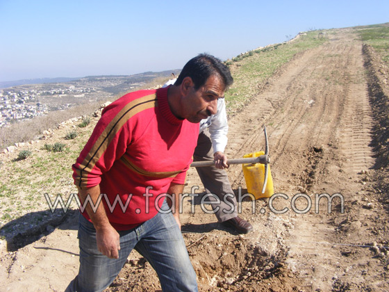 للمرة الرابعة: زرع الزيتون بدل الاشجار التي قلعتها جرافات نتسيرت عيليت والمنهال  صورة رقم 2
