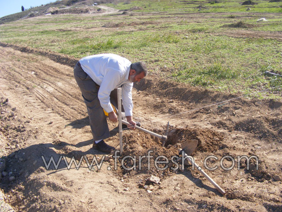للمرة الرابعة: زرع الزيتون بدل الاشجار التي قلعتها جرافات نتسيرت عيليت والمنهال  صورة رقم 11
