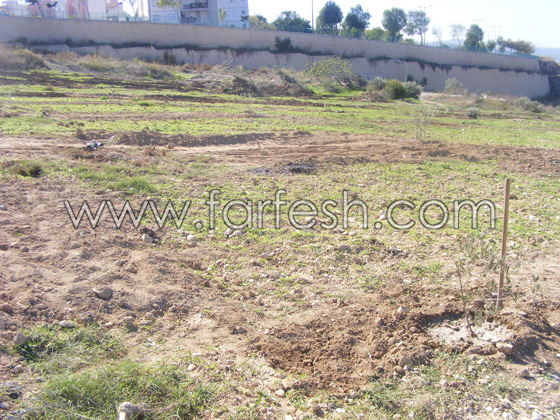 للمرة الرابعة: زرع الزيتون بدل الاشجار التي قلعتها جرافات نتسيرت عيليت والمنهال  صورة رقم 3