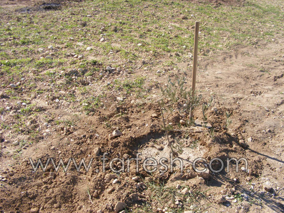 للمرة الرابعة: زرع الزيتون بدل الاشجار التي قلعتها جرافات نتسيرت عيليت والمنهال  صورة رقم 15