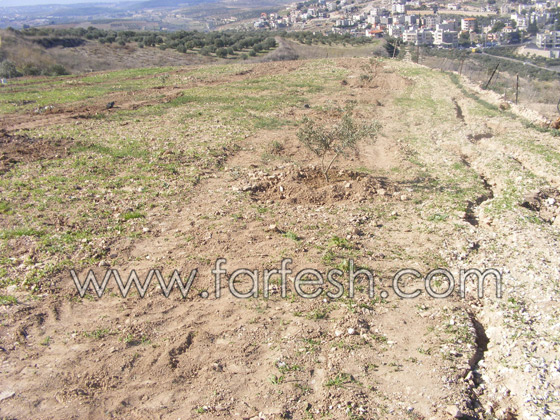 للمرة الرابعة: زرع الزيتون بدل الاشجار التي قلعتها جرافات نتسيرت عيليت والمنهال  صورة رقم 4