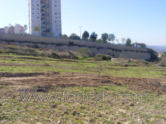 للمرة الرابعة: زرع الزيتون بدل الاشجار التي قلعتها جرافات نتسيرت عيليت والمنهال  صورة رقم 16