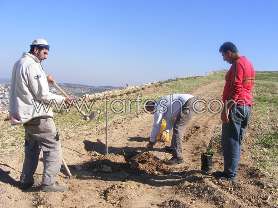 للمرة الرابعة: زرع الزيتون بدل الاشجار التي قلعتها جرافات نتسيرت عيليت والمنهال  صورة رقم 5