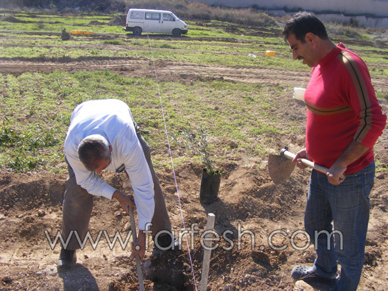 للمرة الرابعة: زرع الزيتون بدل الاشجار التي قلعتها جرافات نتسيرت عيليت والمنهال  صورة رقم 14