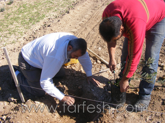 للمرة الرابعة: زرع الزيتون بدل الاشجار التي قلعتها جرافات نتسيرت عيليت والمنهال  صورة رقم 17