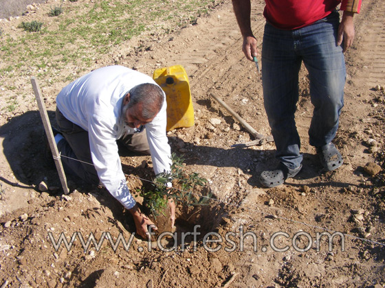 للمرة الرابعة: زرع الزيتون بدل الاشجار التي قلعتها جرافات نتسيرت عيليت والمنهال  صورة رقم 9