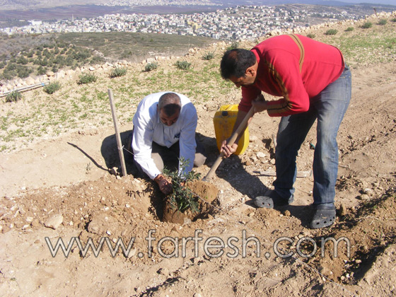 للمرة الرابعة: زرع الزيتون بدل الاشجار التي قلعتها جرافات نتسيرت عيليت والمنهال  صورة رقم 18
