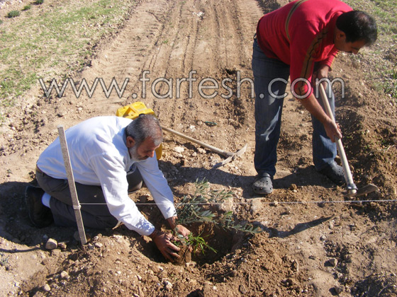 للمرة الرابعة: زرع الزيتون بدل الاشجار التي قلعتها جرافات نتسيرت عيليت والمنهال  صورة رقم 8