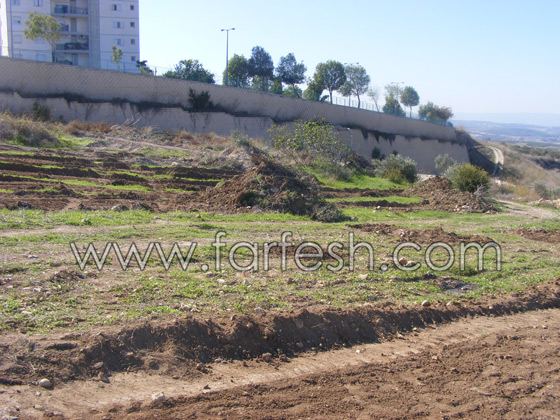 للمرة الرابعة: زرع الزيتون بدل الاشجار التي قلعتها جرافات نتسيرت عيليت والمنهال  صورة رقم 20