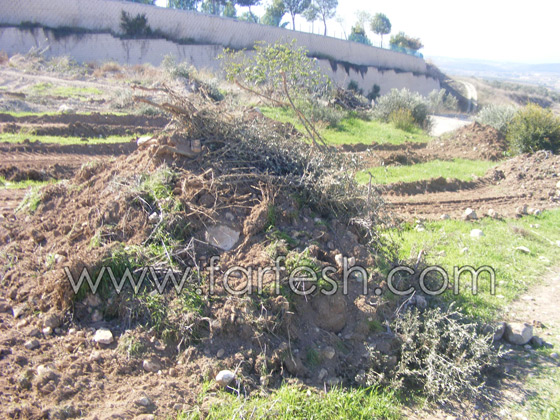 للمرة الرابعة: زرع الزيتون بدل الاشجار التي قلعتها جرافات نتسيرت عيليت والمنهال  صورة رقم 12