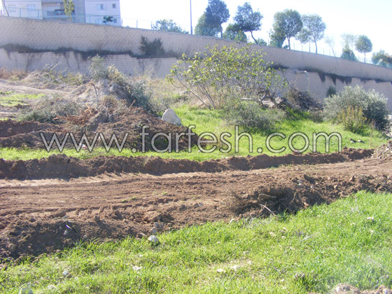 للمرة الرابعة: زرع الزيتون بدل الاشجار التي قلعتها جرافات نتسيرت عيليت والمنهال  صورة رقم 13