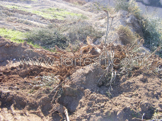 للمرة الرابعة: زرع الزيتون بدل الاشجار التي قلعتها جرافات نتسيرت عيليت والمنهال  صورة رقم 7