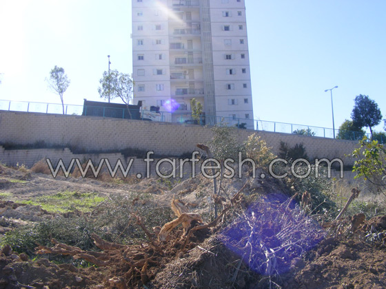 للمرة الرابعة: زرع الزيتون بدل الاشجار التي قلعتها جرافات نتسيرت عيليت والمنهال  صورة رقم 21