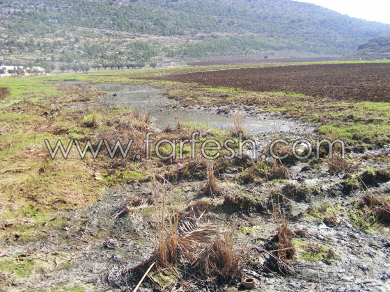 البعوض حتى في البرد القارص  صورة رقم 9