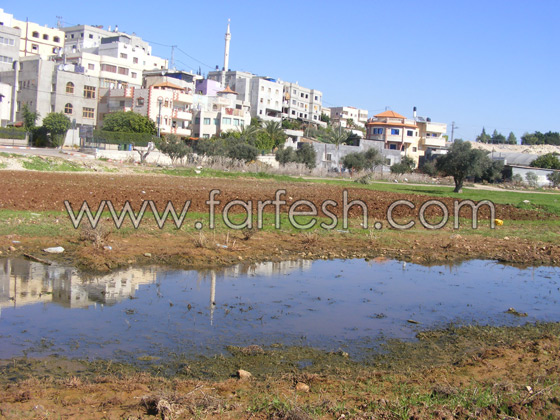 البعوض حتى في البرد القارص  صورة رقم 4