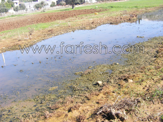 البعوض حتى في البرد القارص  صورة رقم 7