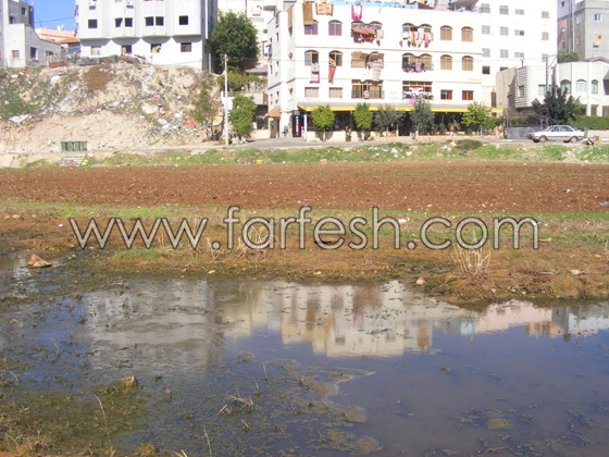 البعوض حتى في البرد القارص  صورة رقم 2