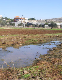 البعوض حتى في البرد القارص  صورة رقم 1