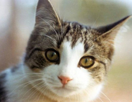 أوّل إصابة لـ 