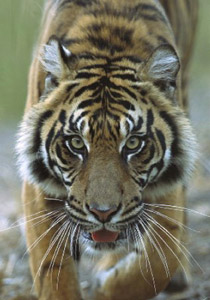 السجن 12 عاماً لرجل أكل نمرا  صورة رقم 1