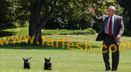 بعد 9 أشهر من الغياب.. بوش: غائط كلبي غير حياتي!!!  صورة رقم 8