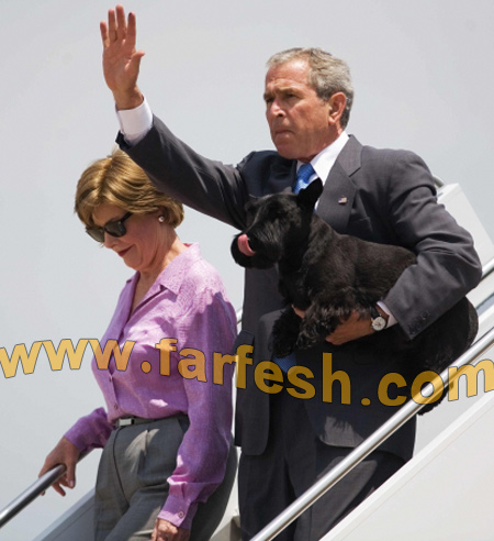 بعد 9 أشهر من الغياب.. بوش: غائط كلبي غير حياتي!!!  صورة رقم 5