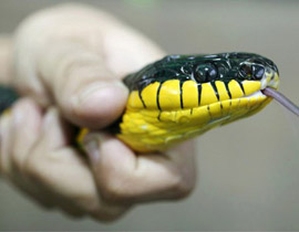 ثعبان الكوبرا ينتقم من قاتله!! صورة رقم 1