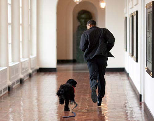 ميكي.. كلب اوباما الإسرائيلي لا يفهم سوى اللغة العبرية!!!  صورة رقم 5