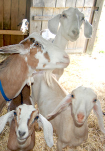 ممنوع اللمس.. أنفلونزا الماعز ينتقل بالملامسة    صورة رقم 1