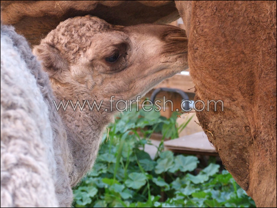 الجمل فرانكو يولد في الميلاد        صورة رقم 1