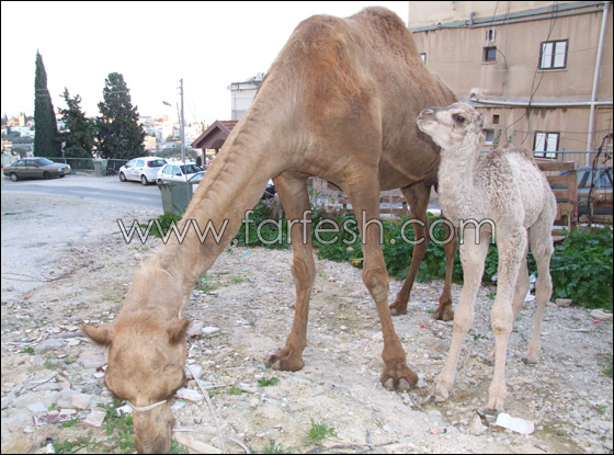 الجمل فرانكو يولد في الميلاد        صورة رقم 3