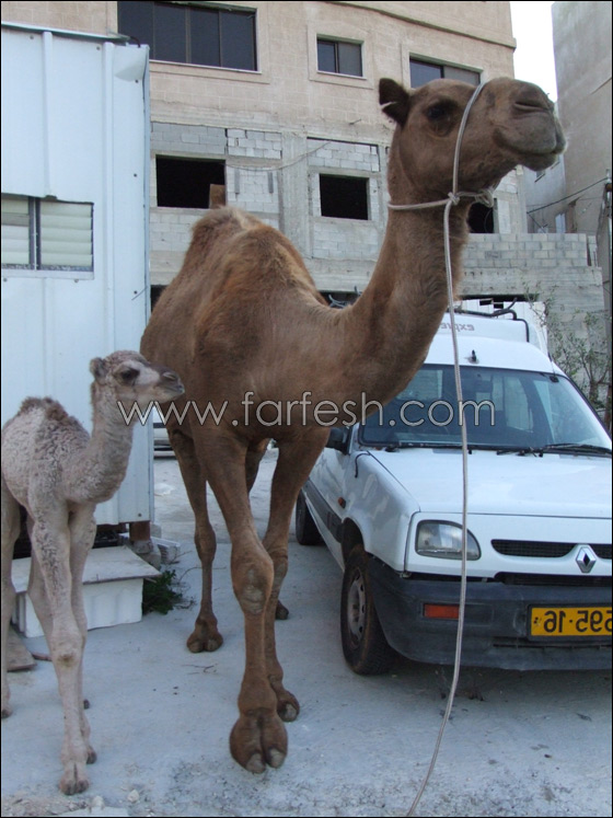 الجمل فرانكو يولد في الميلاد        صورة رقم 2