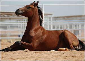 30 ألف شيكل غرامة على مربي خيول لم يعتن بها صورة رقم 1