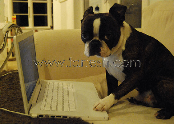 للكلاب أيضا..تصفح موقع للكلاب أيضا..تصفح موقع