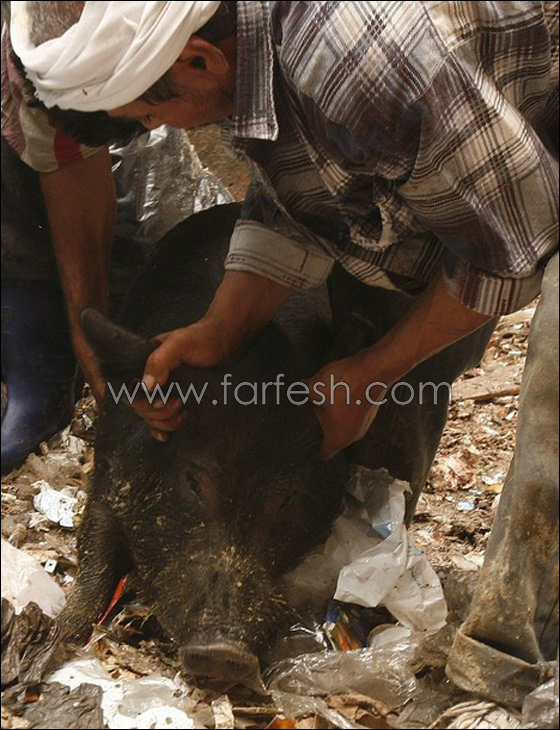 إعدام الخنازير في مصر كان خطأ وقد يسبب انتشار أوبئة خطيرة  صورة رقم 3