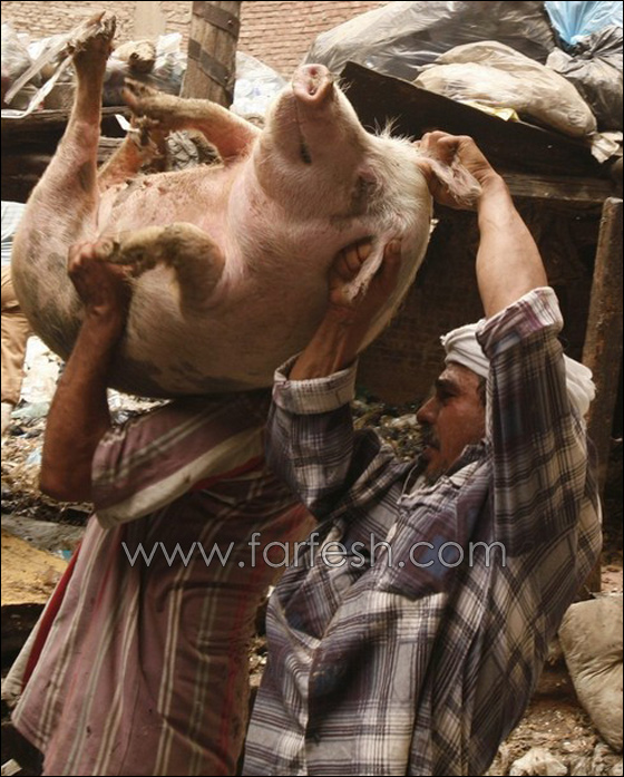 إعدام الخنازير في مصر كان خطأ وقد يسبب انتشار أوبئة خطيرة  صورة رقم 5