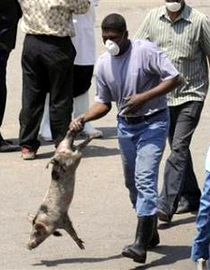 إعدام الخنازير في مصر كان خطأ وقد يسبب انتشار أوبئة خطيرة  صورة رقم 1